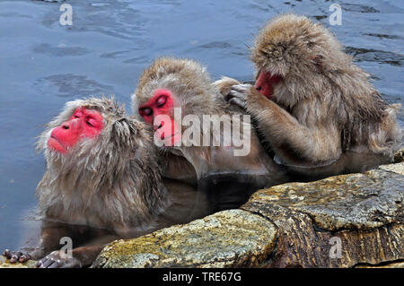 Japanischen Makaken, snow Monkey (Macaca fuscata), dösen Schnee Affen in einem Hot Spring im Winter, Porträt, Japan, Hokkaido Stockfoto