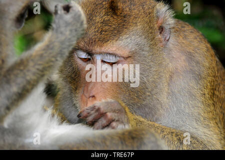 Krabbe - Essen Makaken, Java Makaken, Longtailed Makaken (Macaca fascicularis Macaca, irus), Grooming, Porträt, Indonesien, Borneo Stockfoto