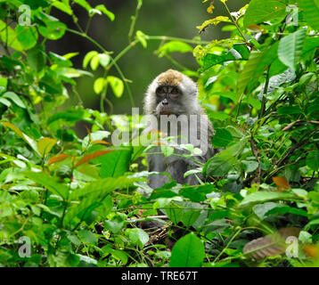 Krabbe - Essen Makaken, Java Makaken, Longtailed Makaken (Macaca fascicularis Macaca, irus), im Dickicht, Indonesien, Borneo Stockfoto