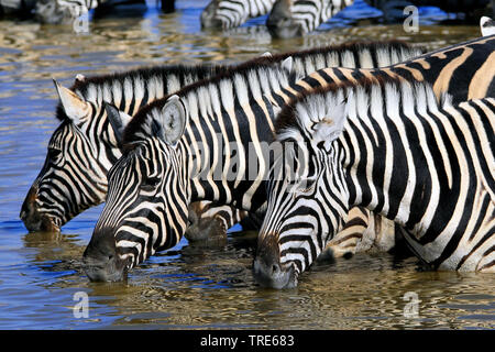 Gemeinsame Zebras (Equus quagga), Gruppe Getränke, Namibia Stockfoto