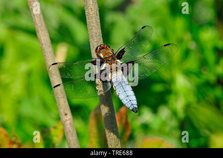 Plattbauch, Broadbodied Chaser, Breit bodied Chaser (Libellula depressa), männlich auf Blade der Reed, Niederlande Stockfoto