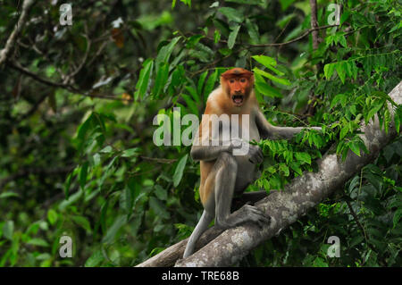 Proboscis Affen (Nasalis larvatus), Sie schreien - Affe sitzt auf einem Baumstamm, Indonesien, Borneo Stockfoto