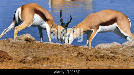 Springböcke, Springböcke (Antidorcas marsupialis), zwei kämpfende Männchen, Namibia Stockfoto