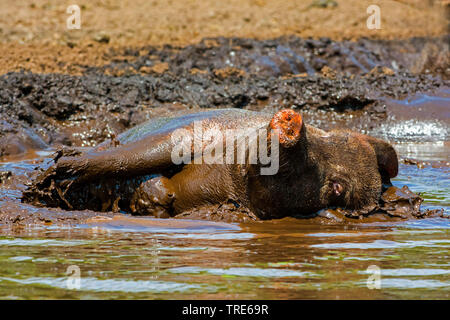 Hausschwein (Sus scrofa f. domestica), Schweine in einem Teich suhlen, Niederlande Stockfoto