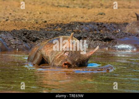 Hausschwein (Sus scrofa f. domestica), Schweine in einem Teich suhlen, Vorderansicht, Niederlande Stockfoto