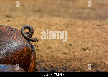 Hausschwein (Sus scrofa f. domestica), dreckiges Schwein Schwanz, curly Tail, Niederlande Stockfoto