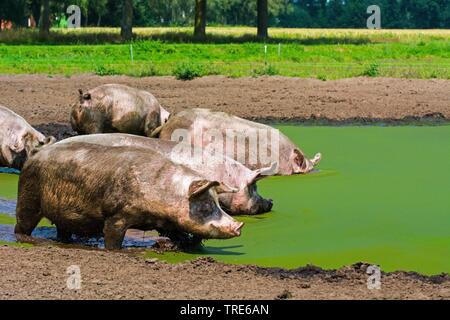 Hausschwein (Sus scrofa f. domestica), Schweine in einem Teich suhlen, Niederlande Stockfoto