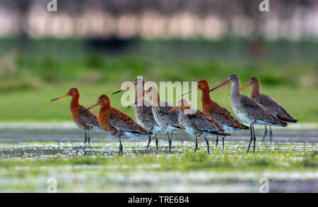 Uferschnepfe (Limosa limosa), Gruppe im Wasser, Niederlande Stockfoto