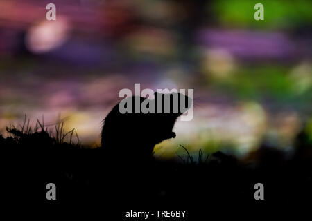 Braune Ratte, Gemeinsame braune Ratte, Norwegen Ratte, Ratte (Rattus norvegicus), Ratte in städtischen Einstellung während der Nacht sitzen, Niederlande Stockfoto