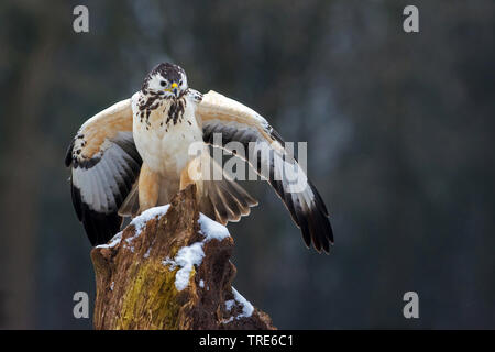 Eurasischen Mäusebussard (Buteo buteo), sitzen auf einer Stange, Niederlande Stockfoto