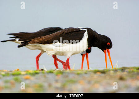 Paläarktis Austernfischer (Haematopus ostralegus), Paar für Essen, Niederlande, Holland Nord Suche Stockfoto