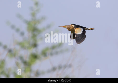 Wenig Rohrdommel (Ixobrychus minutus), im Flug, Iran, Ahwaz Stockfoto