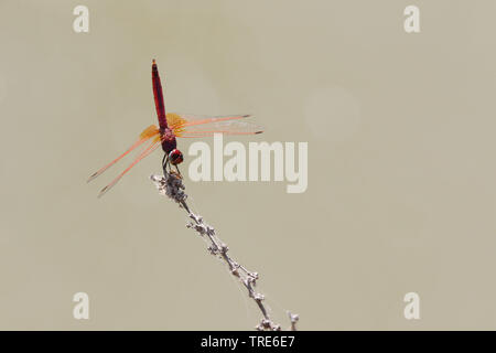 Rot geäderten Aeshna, rot geäderten Darter (Sympetrum fonscolombii, Sympetrum fonscolombei), auf einem Zweig sitzend, Ahwaz, Iran Stockfoto