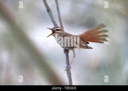 Rufous scrub Robin, rufous-scrub Robin tailed, rufous Warbler (Agrobates Cercotrichas galactotes galactotes familiaris, familiaris), Gesang männlich, Iran, Ahwaz Stockfoto