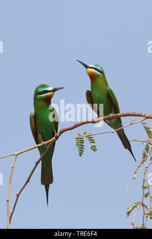 Blau - das ist Bienenfresser (merops Persicus), Paar, Iran, Bandar Abbas Stockfoto