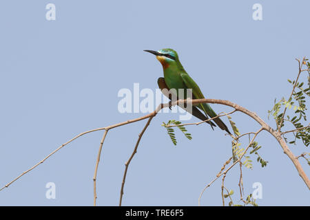 Blau - das ist Bienenfresser (merops Persicus), Paar, Iran, Bandar Abbas Stockfoto