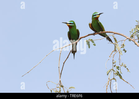 Blau - das ist Bienenfresser (merops Persicus), Paar, Iran, Bandar Abbas Stockfoto