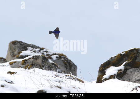 Die Hodgson grandala (Grandala coelicolor), im Flug bei Se La, Indien, Arunachal Pradesh, Se La Stockfoto