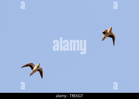 Gekrönt sandgrouse (Pterocles coronatus), im Flug, Iran, Bandar Abbas Stockfoto