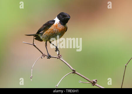 Sibirisches Schwarzkehlchen, asiatische Schwarzkehlchen (Saxicola Maurus variegatus), auf einem Zweig, der Iran sitzen, Alborz Berge Stockfoto