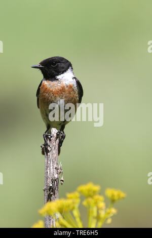 Sibirisches Schwarzkehlchen, asiatische Schwarzkehlchen (Saxicola Maurus variegatus), auf ein sprößling, Iran sitzen, Alborz Berge Stockfoto