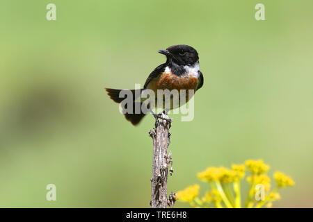 Sibirisches Schwarzkehlchen, asiatische Schwarzkehlchen (Saxicola Maurus variegatus), auf ein sprößling, Iran sitzen, Alborz Berge Stockfoto