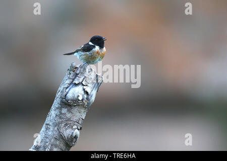 Sibirisches Schwarzkehlchen, asiatische Schwarzkehlchen (Saxicola Maurus variegatus), die auf der Post, Singen, Iran sitzen, Alborz Berge Stockfoto