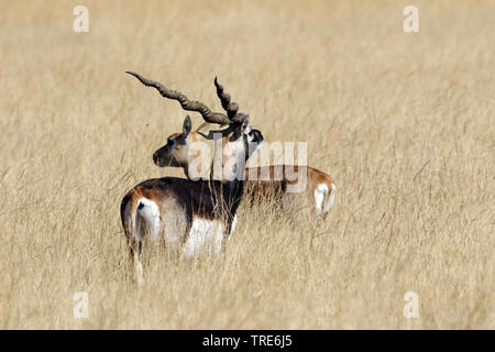 Hirschziegenantilope (Antilope cervicapra), männlich und weiblich steht auf getrocknetem Gras in der Savanne, Indien, Tal Chhapar Stockfoto