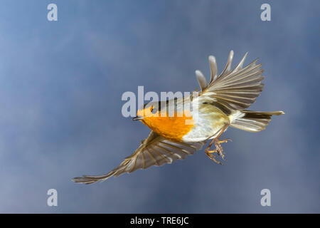 Europäische Robin (Erithacus Rubecula), im Flug, Seitenansicht, Deutschland Stockfoto