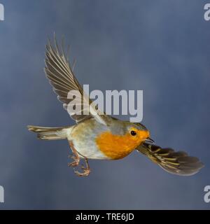 Europäische Robin (Erithacus Rubecula), im Flug, Seitenansicht, Deutschland Stockfoto