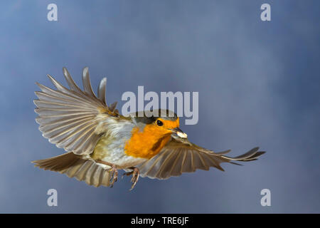 Europäische Robin (Erithacus Rubecula), im Flug mit Futter in der Rechnung, Seitenansicht, Deutschland Stockfoto