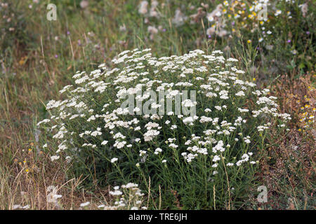 Schafgarbe, gemeinsame Schafgarbe (Achillea millefolium), blühende, Deutschland Stockfoto