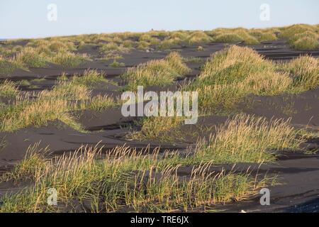 Blau lyme Gras, Sand Weidelgras, Meer lyme Gras, Lyme Gras (Elymus arenarius Leymus arenarius,), am Strand, Island Stockfoto