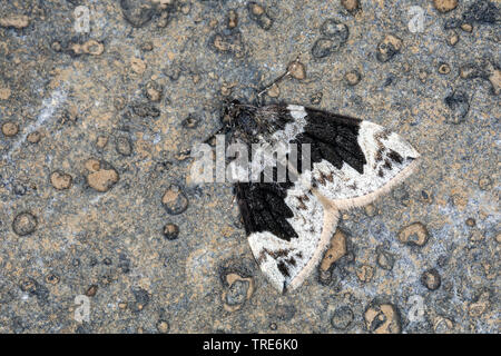 Dunkel marmoriert Teppich, nördlichen marmoriert Teppich (Dysstroma citrata, Chloroclysta citrata), sitzt auf einem Felsen, Island Stockfoto