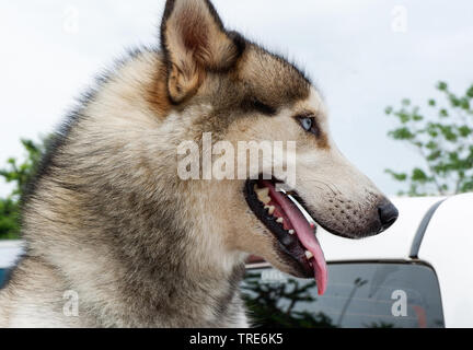 Nahaufnahme des Gesichts Siberian Husky Hund Zunge Stockfoto