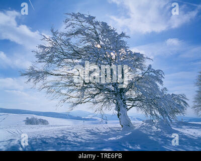 Gemeinsame Buche (Fagus sylvatica), single Buche im Winter, Deutschland Stockfoto