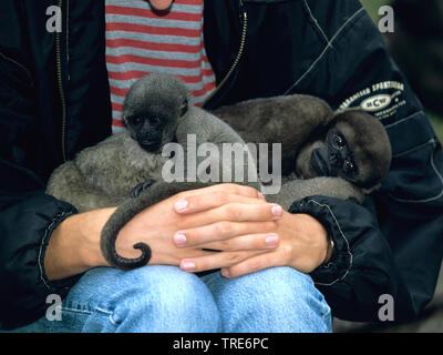 Gemeinsame Wollaffen, Humboldts Wollaffen, Braun Wollaffen (Lagothrix lagotricha), weiblich und pup Sitzen auf dem Schoß eines menschlichen Stockfoto