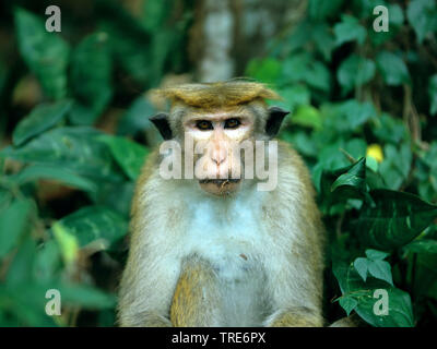 Toque macaque (Macaca sinica), Porträt Stockfoto