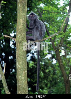 Gebänderte blatt Affe, black-Crested Blatt - Affe, die G-Jugend (jugendsportlern melalophos crucigera), grau Unterarten Stockfoto