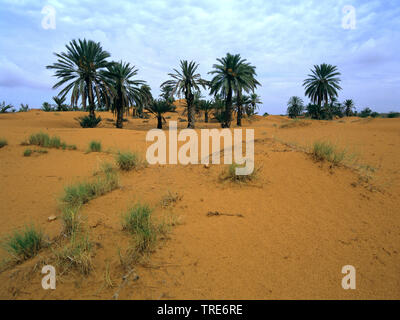 Dattelpalme (Phoenix dactylifera), Oase in der Sahara, Tunesien Stockfoto