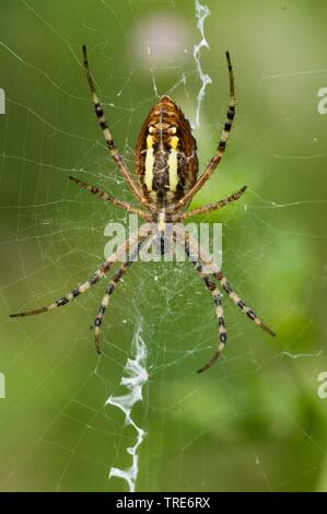 Schwarz-gelbe Argiope, Schwarz-gelb Garten Spinne (Argiope Bruennichi) im Web, Deutschland Stockfoto