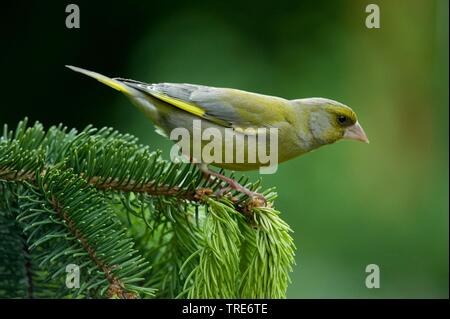 Western grünfink (Carduelis chloris chloris chloris,), sitzt auf einem Ast, Deutschland Stockfoto