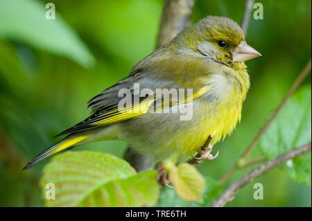 Western grünfink (Carduelis chloris chloris chloris,), sitzt auf einem Ast, Deutschland Stockfoto