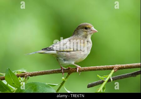 Western grünfink (Carduelis chloris chloris chloris,), sitzt auf einem Ast, Deutschland Stockfoto