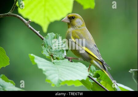 Western grünfink (Carduelis chloris chloris chloris,), sitzt auf einem Ast, Deutschland Stockfoto