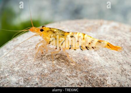 Tiger Zwerg Garnelen (Caridina Mariae), Seitenansicht Stockfoto