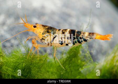 Tiger Zwerg Garnelen (Caridina Mariae), Seitenansicht Stockfoto