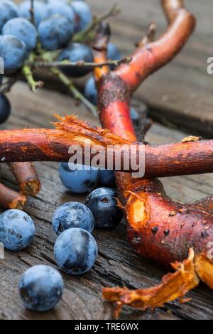 Blackthorn, Schlehe (Prunus spinosa), gesammelten Schlehen Wurzeln und Früchte, Deutschland Stockfoto