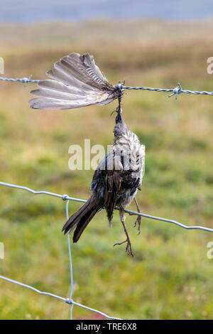 Rotdrossel (Turdus Iliacus), Vogel stirbt von Stacheldraht, Island Stockfoto