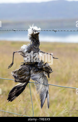 Rotdrossel (Turdus Iliacus), Vogel stirbt von Stacheldraht, Island Stockfoto